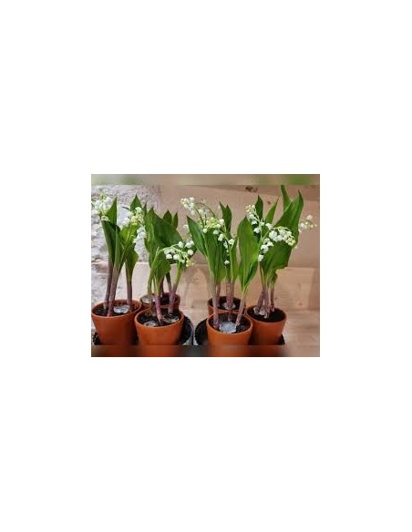 MUGUET EXTRA   2 BRINS