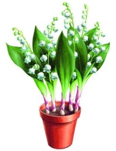 MUGUET EXTRA 5 BRINS 2