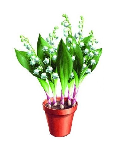 MUGUET EXTRA 5 BRINS