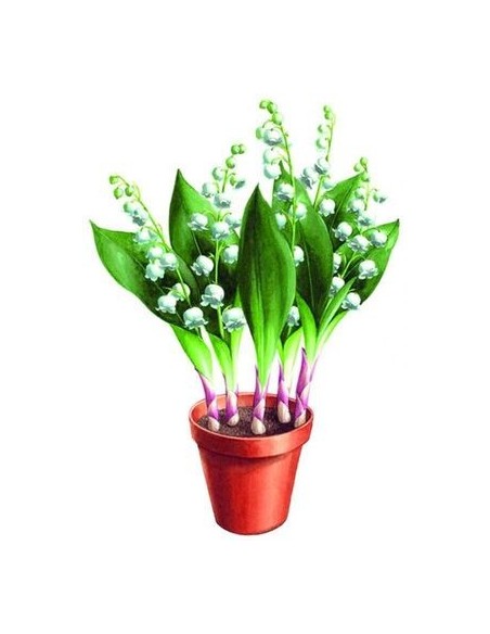 MUGUET EXTRA 5 BRINS