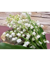 MUGUET 10 BRINS