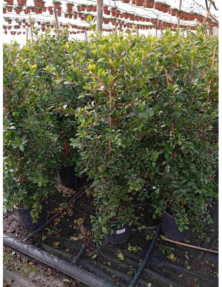 EUGENIA MYRTIFOLIA CT24