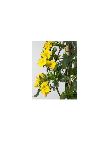 ALLAMANDA