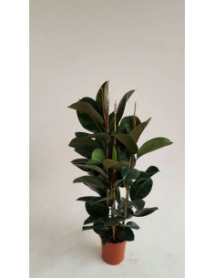 FICUS RUBUSTA 1.20M