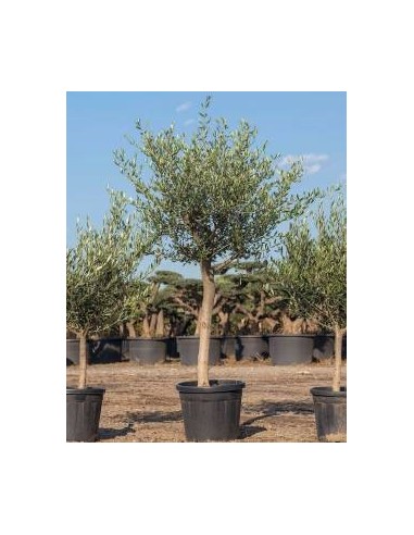 OLEA EUROPEA COPA 55L