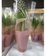 MUGUET EXTRA   2 BRINS