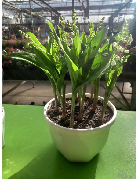 MUGUET 10 BRINS