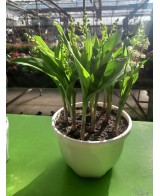 MUGUET 10 BRINS