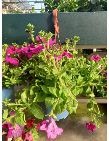 Surfinia M19 KM0  Petunia Colgante con Floración Abundante | Endanea Garden

