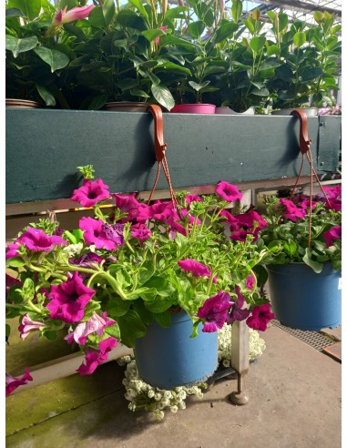 Surfinia M19 KM0  Petunia Colgante con Floración Abundante | Endanea Garden


