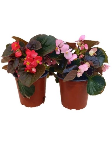 Begonia Elatior M13 KM0 - Planta de Interior Elegante y Colorida | Endanea Garden

