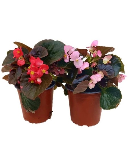 Begonia Elatior M13 KM0 - Planta de Interior Elegante y Colorida | Endanea Garden

