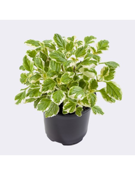 Incienso M10 KM0  Planta Aromática y Colgante | Endanea Garden

