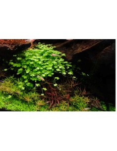 HYDROCOTYLE TRIPARTITA (SP JAPAN) (ALF 16X11)
