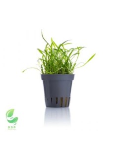 LILAEOPSIS NOVAE-ZELANDIAE(SYN: ÑL. BRASILIENSIS)(ALF.16X11