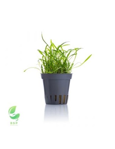 LILAEOPSIS NOVAE-ZELANDIAE(SYN: ÑL. BRASILIENSIS)(ALF.16X11