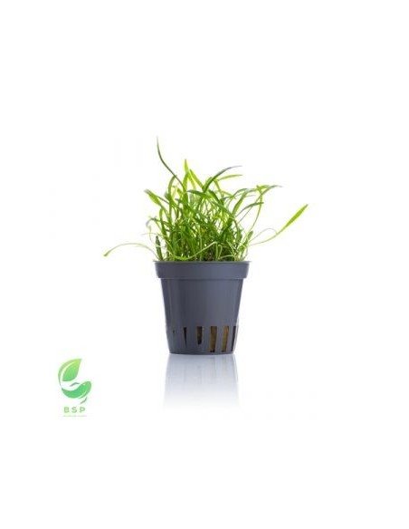 LILAEOPSIS NOVAE-ZELANDIAE(SYN: ÑL. BRASILIENSIS)(ALF.16X11