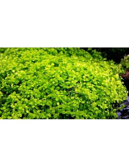 MICRANTHEMUM MONTE CARLO(ALFOMBRA 16X11CM)