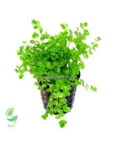 MICRANTHEMUM UMBROSUM(ALFOMBRA 16X11CM)