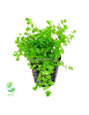 MICRANTHEMUM UMBROSUM(ALFOMBRA 16X11CM)