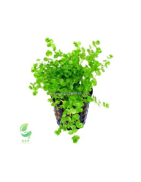 MICRANTHEMUM UMBROSUM(ALFOMBRA 16X11CM)