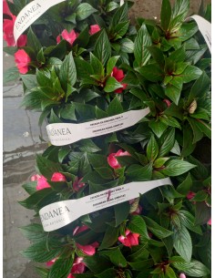 Pack 6 Plantas Alegría Guineana (Acalypha wilkesiana) | Follaje Tropical Colorido

