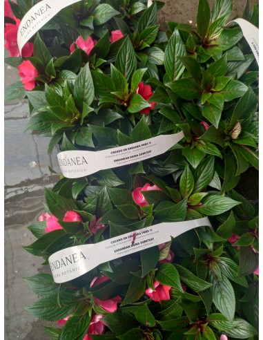 Pack 6 Plantas Alegría Guineana (Acalypha wilkesiana) | Follaje Tropical Colorido

