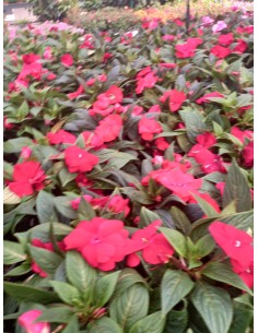 Pack 6 Plantas Alegría Guineana (Acalypha wilkesiana) | Follaje Tropical Colorido

 2