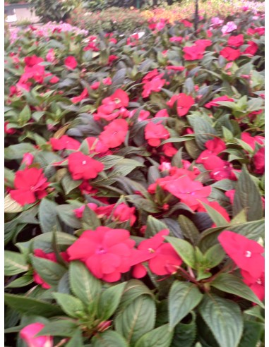 Pack 6 Plantas Alegría Guineana (Acalypha wilkesiana) | Follaje Tropical Colorido

