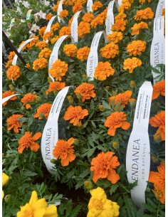 Tagete Barqueta KM0  Flores Vibrantes y Repelente Natural | Endanea Garden

 2