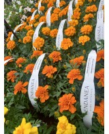 Tagete Barqueta KM0  Flores Vibrantes y Repelente Natural | Endanea Garden

