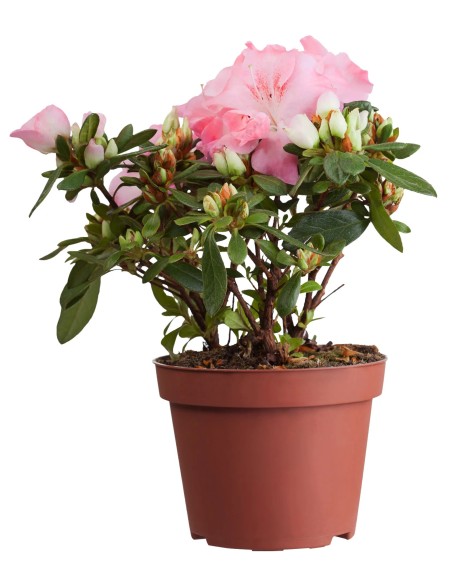 AZALEA