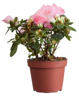 AZALEA