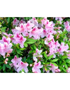 AZALEA 2