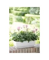 Plato para maceta 50 cm Blanco Barcelona | Endanea Garden

