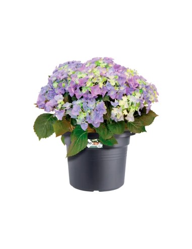 Maceta G.B. Cilindro 80 cm Negra para Plantas Grandes | Endanea Garden