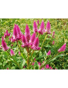 Celosia Mix M10.5 - Planta Colorida y Fácil de Cuidar para Jardines y Balcones 2