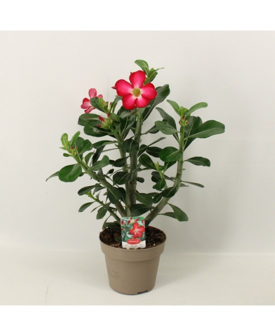 ADENIUM OB ANOUK M13