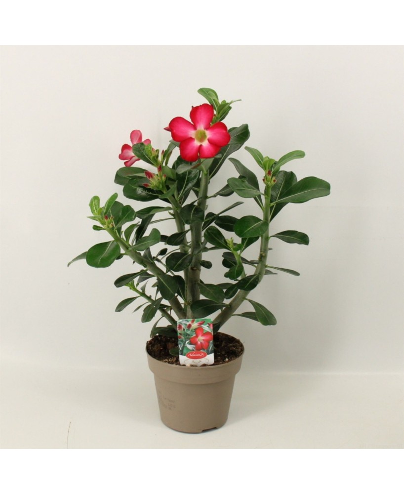ADENIUM OB ANOUK M13