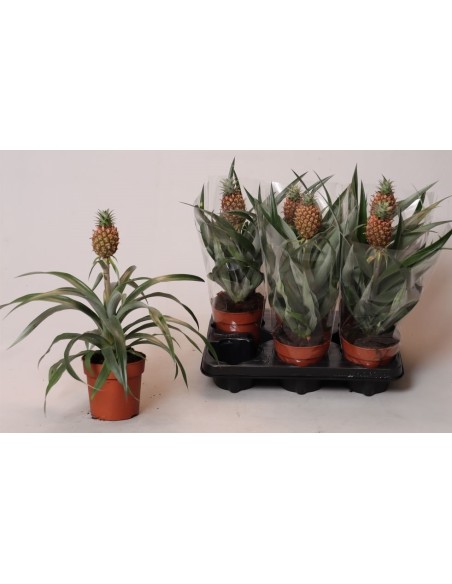 Ananas Planta Ornamental - Toque Tropical y Fácil Cuidado | Endanea Garden