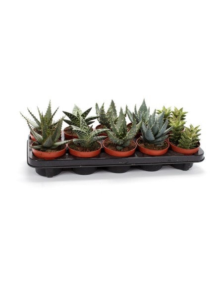 Aloe Haworthia Safari Mix M10.5 suculentas resistentes para interiores y espacios protegidos