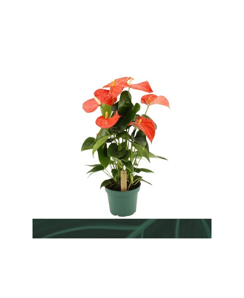 Anthurium  Planta Tropical de Interior con Flores Brillantes y Duraderas

