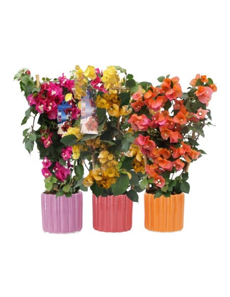 BOUGANVILLA DANIA PIRAMIDE M17