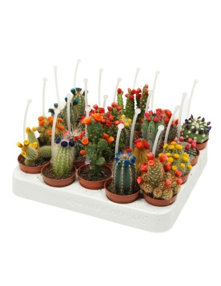 CACTUS MIX