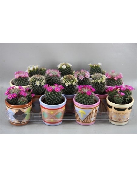 CACTUS  MIX+ZINC 314