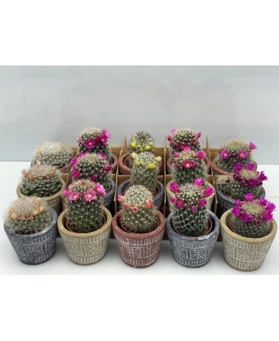 Cactus Mix en Endanea Garden  Variedad exclusiva de cactus resistentes, fáciles de cuidar y perfectos para decoración natural 