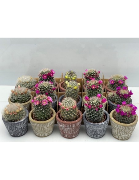 Cactus Mix en Endanea Garden  Variedad exclusiva de cactus resistentes, fáciles de cuidar y perfectos para decoración natural e