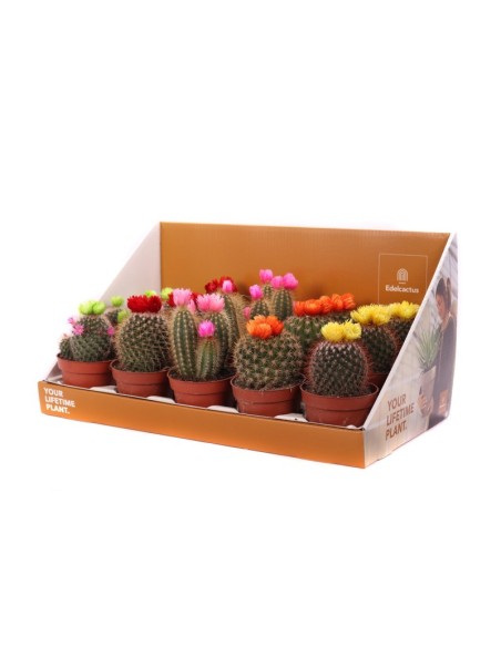 CACTUS MIX DECORATDE+DRY FLOWER M10.5