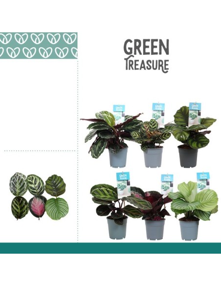 CALATHEA MIX