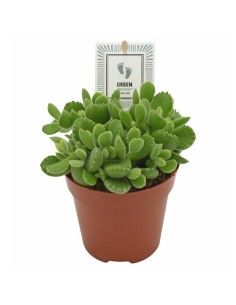 Composición Floral COTYLEDON GREEN FOOTPRINT M12 Maceta M12 Decoración Natural